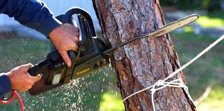 Best Tree Cabling and Bracing  in Tainter Lake, WI